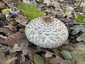 Piruló őzlábgomba (Chlorophyllum rhacodes), Somogy. Fakóbarna, gyapjas pikkelyek, kalap közepe barna